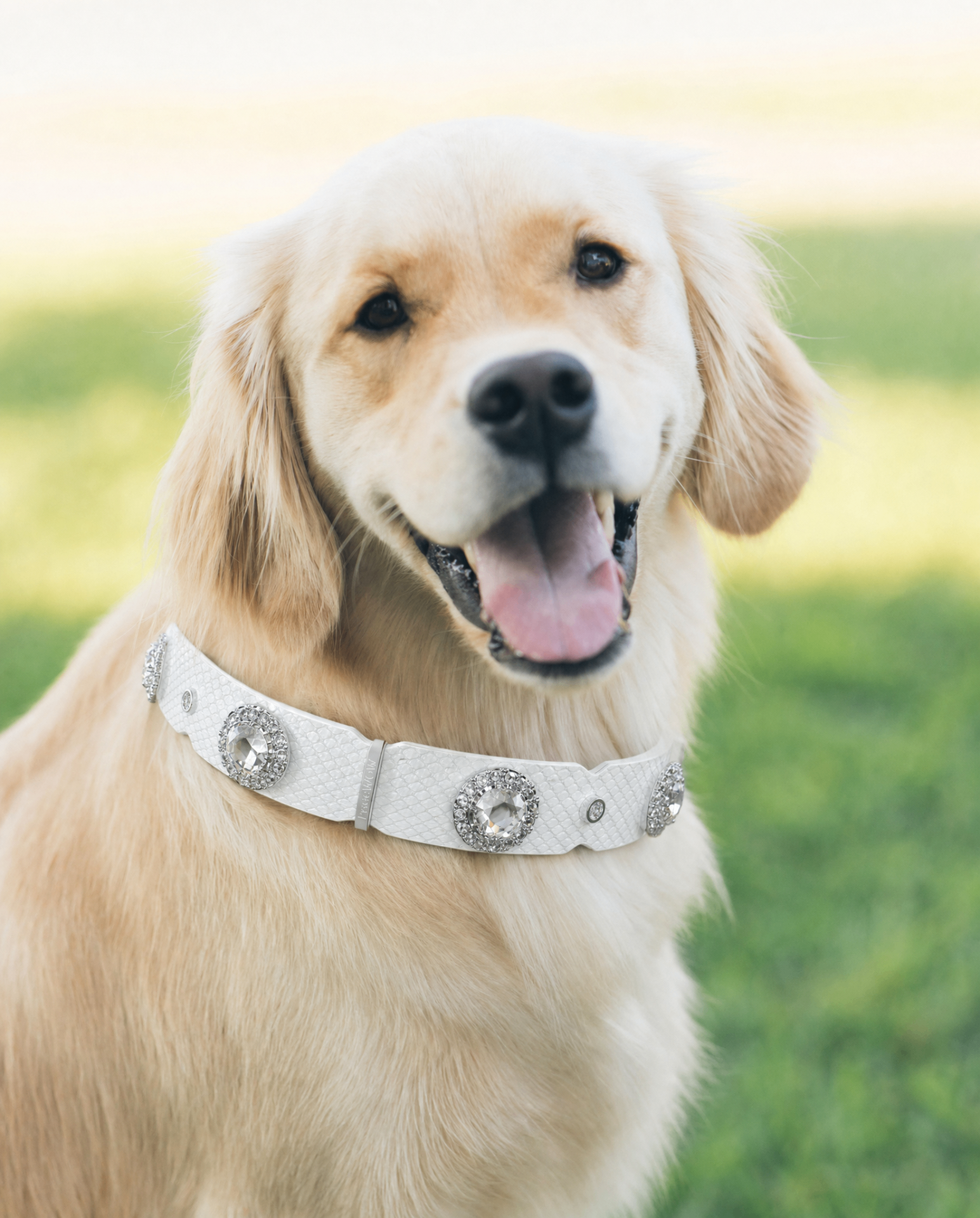 PaaaWOW Collar thumbnail 2