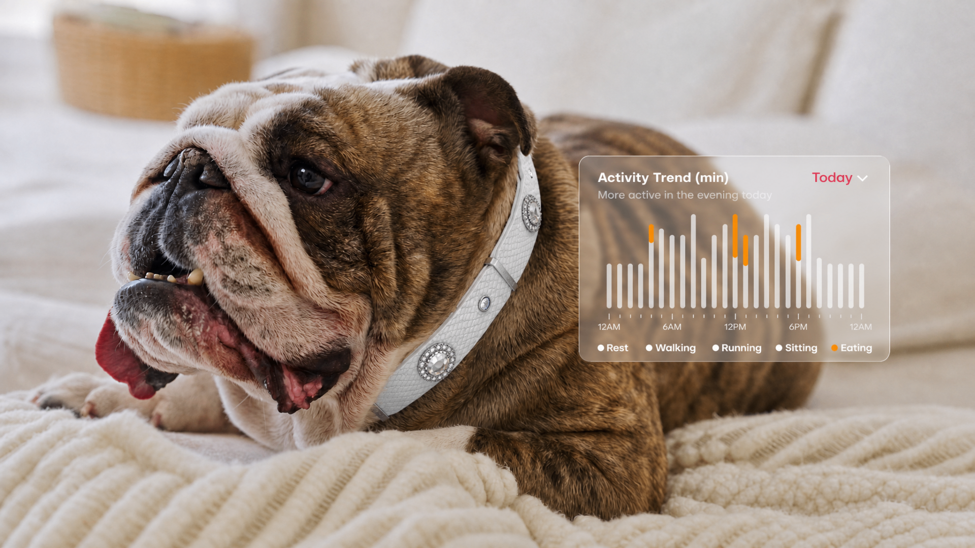 Bulldog wearing PaaaWOW collar with activity trend dashboard overlay